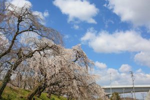 138タワーパーク桜並木　3月　春の花　愛知県一宮市の観光・撮影スポットの画像と写真