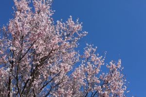 138タワーパーク桜並木　3月　春の花　愛知県一宮市の観光・撮影スポットの画像と写真
