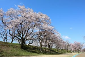138タワーパーク桜並木　3月　春の花　愛知県一宮市の観光・撮影スポットの画像と写真