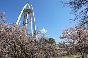 138タワーパーク桜並木　3月　春の花　愛知県一宮市の観光・撮影スポットの画像と写真