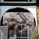 香積院　桜　春の花　3月　名古屋市昭和区の撮影・観光スポットの画像