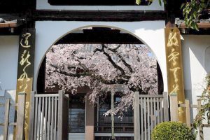 香積院　桜　春の花　3月　名古屋市昭和区の撮影・観光スポットの画像