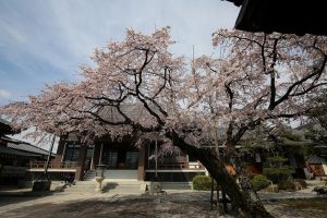 香積院　桜　春の花　3月　名古屋市昭和区の撮影・観光スポットの画像