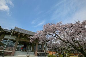 香積院　桜　春の花　3月　名古屋市昭和区の撮影・観光スポットの画像