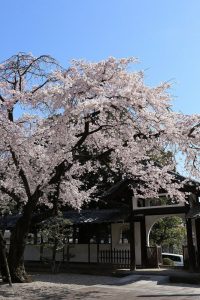 香積院　桜　春の花　3月　名古屋市昭和区の撮影・観光スポットの画像