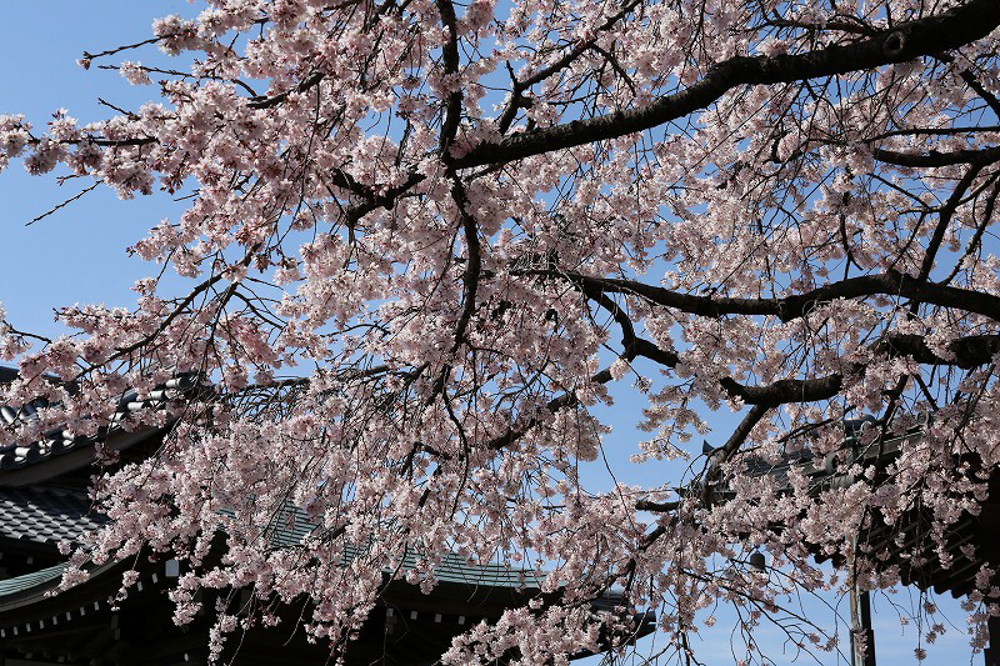 香積院　桜　春の花　3月　名古屋市昭和区の撮影・観光スポットの画像