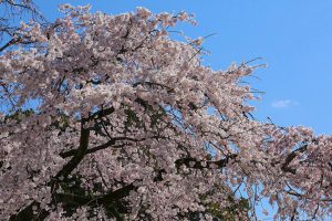香積院　桜　春の花　3月　名古屋市昭和区の撮影・観光スポットの画像