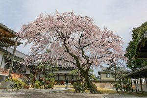 香積院　桜　春の花　3月　名古屋市昭和区の撮影・観光スポットの画像