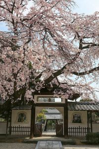 香積院　桜　春の花　3月　名古屋市昭和区の撮影・観光スポットの画像