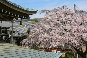 香積院　桜　春の花　3月　名古屋市昭和区の撮影・観光スポットの画像