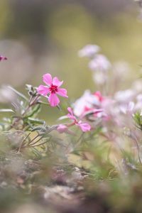 ブルーボネット　春の花　4月　名古屋市港区の観光・撮影スポットの画像と写真ブルーボネット　春の花　4月　名古屋市港区の観光・撮影スポットの画像と写真
