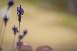 ブルーボネット　春の花　4月　名古屋市港区の観光・撮影スポットの画像と写真