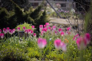 ブルーボネット　チューリップ　春の花　4月　名古屋市港区の観光・撮影スポットの画像と写真