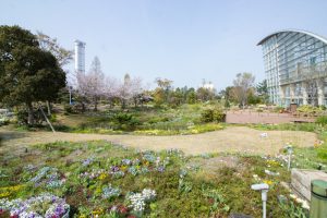 ブルーボネット　春の花　4月　名古屋市港区の観光・撮影スポットの画像と写真