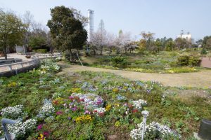ブルーボネット　春の花　4月　名古屋市港区の観光・撮影スポットの画像と写真