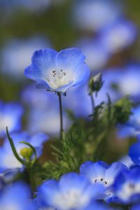 ブルーボネット　ネモフィラ　春の花　4月　名古屋市港区の観光・撮影スポットの画像と写真