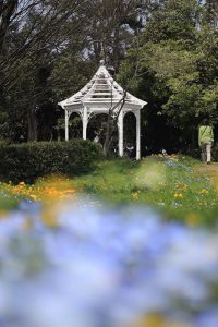ブルーボネット　春の花　4月　名古屋市港区の観光・撮影スポットの画像と写真