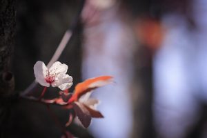 ブルーボネット　桜　春の花　4月　名古屋市港区の観光・撮影スポットの画像と写真