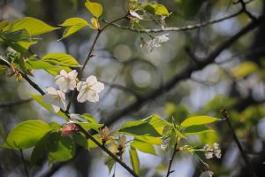ブルーボネット　桜　春の花　4月　名古屋市港区の観光・撮影スポットの画像と写真