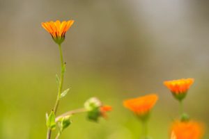 ブルーボネット　春の花　4月　名古屋市港区の観光・撮影スポットの画像と写真