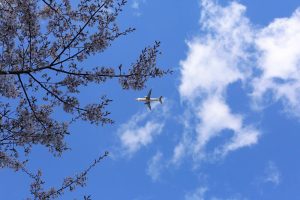 東山動植物園、桜祭り　3月春の花名古屋市千種区の観光・撮影スポットの写真