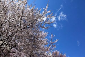 東山動植物園　桜祭り　春の花　3月　名古屋市千種区の観光・撮影スポットの写真