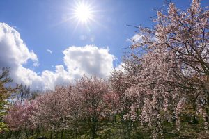 東山動植物園、桜祭り　3月春の花名古屋市千種区の観光・撮影スポットの写真