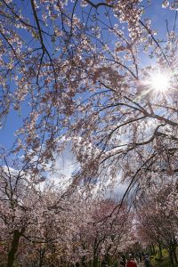 東山動植物園、桜祭り　3月春の花名古屋市千種区の観光・撮影スポットの写真