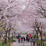 東山動植物園、桜祭り　3月春の花名古屋市千種区の観光・撮影スポットの写真