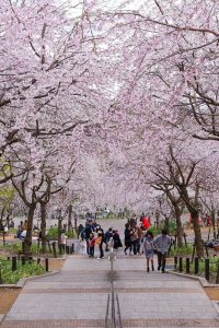 東山動植物園、桜祭り　3月春の花名古屋市千種区の観光・撮影スポットの写真