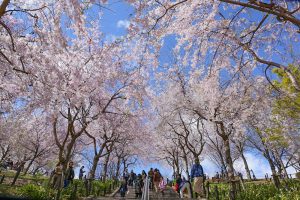 東山動植物園、桜祭り　3月春の花名古屋市千種区の観光・撮影スポットの写真