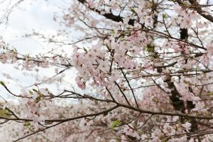 東山動植物園、桜祭り　3月春の花名古屋市千種区の観光・撮影スポットの写真