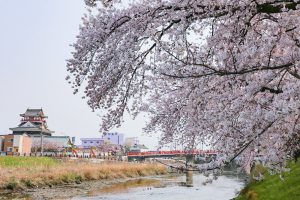 清須城　清須公園　桜並木　春の花　3月　愛知県清須市の観光・撮影スポットの画像と写真