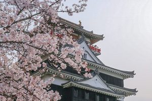 清州城　桜まつり（4月）愛知県清須市の観光・撮影スポットの画像や風景　清須公園　桜並木　春の花　3月　愛知県清須市の観光・撮影スポットの画像と写真