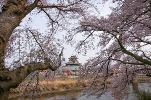 清州城　桜まつり（4月）愛知県清須市の観光・撮影スポットの画像や風景