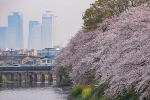 清州城　桜まつり（4月）愛知県清須市の観光・撮影スポットの画像や風景