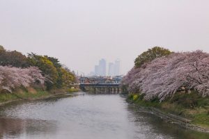 清州城　桜まつり（4月）愛知県清須市の観光・撮影スポットの画像や風景