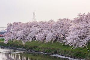 清州城　桜まつり（4月）愛知県清須市の観光・撮影スポットの画像や風景