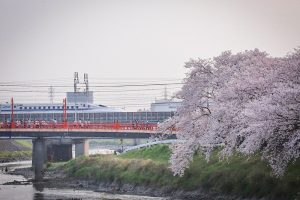清州城　桜まつり（4月）愛知県清須市の観光・撮影スポットの画像や風景