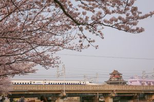 清州城　桜まつり（4月）愛知県清須市の観光・撮影スポットの画像や風景