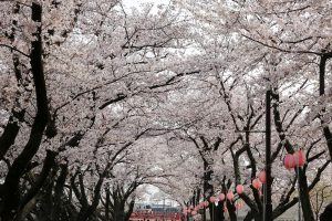 清州城　桜まつり（4月）愛知県清須市の観光・撮影スポットの画像や風景
