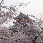 清州城　桜まつり（4月）愛知県清須市の観光・撮影スポットの画像や風景