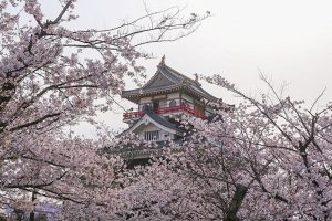 清州城　桜まつり（4月）愛知県清須市の観光・撮影スポットの画像や風景