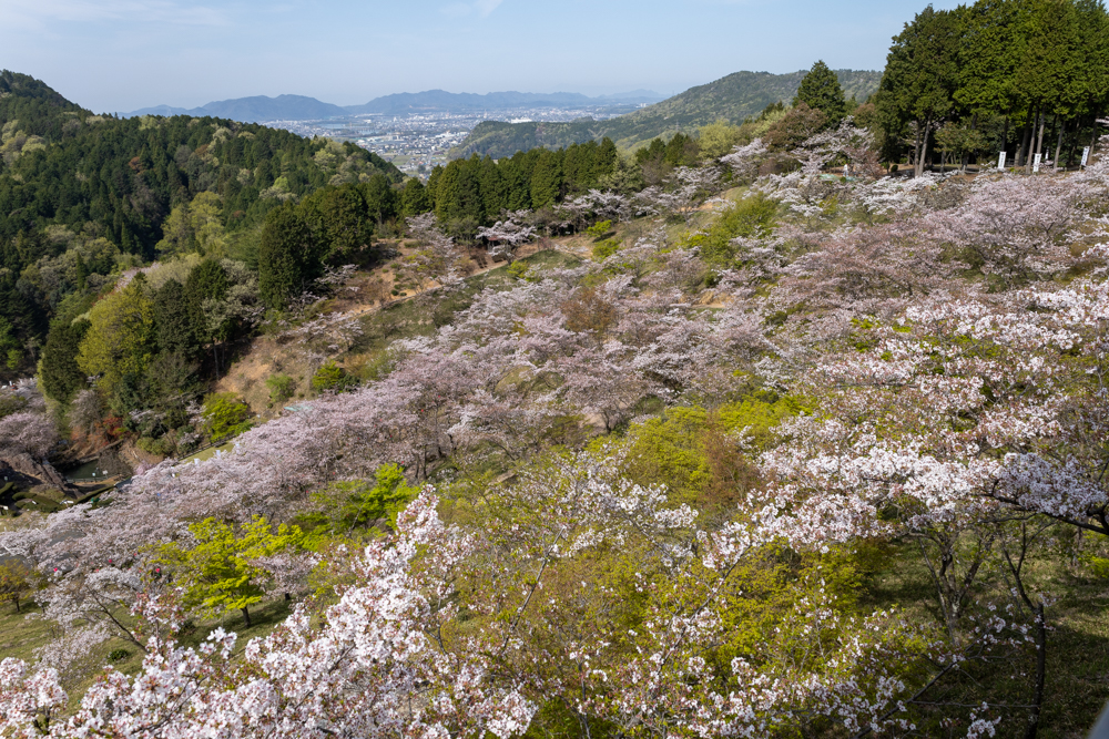 蘭丸のふるさと、桜、4月春の花、岐阜県可児市の観光・撮影スポットの名所