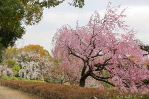 白鳥庭園　しだれ桜　春の花　3月　名古屋市熱田区の観光・撮影スポットの画像と写真