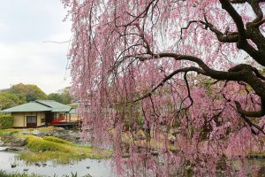 白鳥庭園　しだれ桜　春の花　3月　名古屋市熱田区の観光・撮影スポットの画像と写真