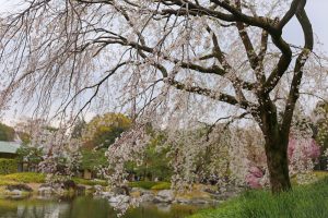 白鳥庭園　しだれ桜　春の花　3月　名古屋市熱田区の観光・撮影スポットの画像と写真