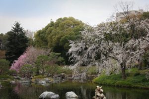 白鳥庭園　しだれ桜　春の花　3月　名古屋市熱田区の観光・撮影スポットの画像と写真