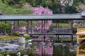 白鳥庭園　しだれ桜　春の花　3月　名古屋市熱田区の観光・撮影スポットの画像と写真