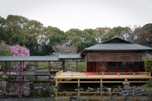 白鳥庭園　しだれ桜　春の花　3月　名古屋市熱田区の観光・撮影スポットの画像と写真